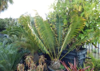 ENCEPHALARTOS PAUCIDENTATUS