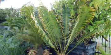 ENCEPHALARTOS PAUCIDENTATUS