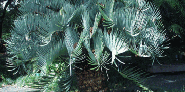 ENCEPHALARTOS EUGENE-MARAISII