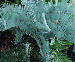 ENCEPHALARTOS EUGENE-MARAISII