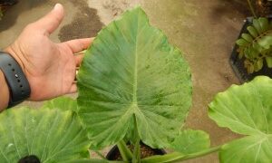 ALOCASIA CAL-ODORA