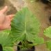 ALOCASIA CAL-ODORA