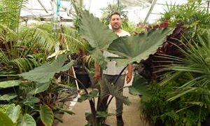 ALOCASIA SUMO HYBRID ALOCASIA – EXOTIC WITH SOME COLD HARDINESS