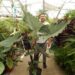 ALOCASIA SUMO HYBRID ALOCASIA – EXOTIC WITH SOME COLD HARDINESS