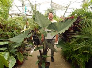 ALOCASIA SUMO HYBRID ALOCASIA – EXOTIC WITH SOME COLD HARDINESS