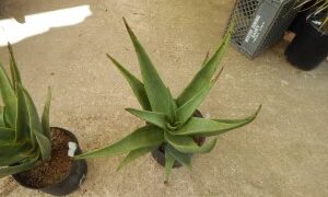 ALOE HERCULES TREE FORMING ALOE THAT GETS FAIRLY TALL