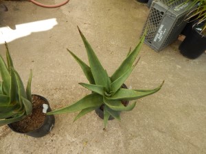 ALOE HERCULES TREE FORMING ALOE THAT GETS FAIRLY TALL