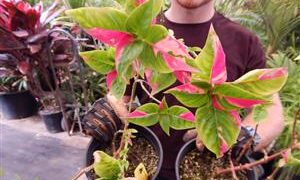 ALTERNATHEA PARTY TIME DWARF COLORFUL SPECIES