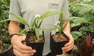 KING PALM ARCHONTOPHOENIX CUNNINGHAMIANA