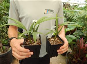 KING PALM ARCHONTOPHOENIX CUNNINGHAMIANA