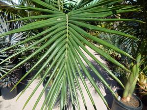 KING PALM ARCHONTOPHOENIX CUNNINGHAMIANA