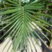 KING PALM ARCHONTOPHOENIX CUNNINGHAMIANA