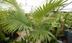 ARCHONTOPHOENIX PURPUREA THE PURPLE CROWN SHAFT KING PALM