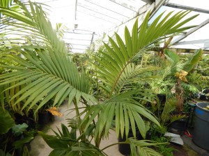 ARCHONTOPHOENIX PURPUREA THE PURPLE CROWN SHAFT KING PALM