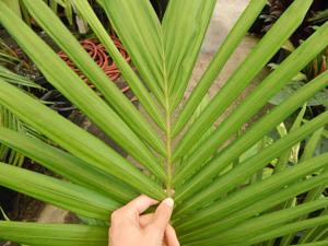 ARCHONTOPHOENIX PURPUREA THE PURPLE CROWN SHAFT KING PALM