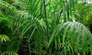 ARCHONTOPHOENIX MAXIMA LARGEST OF THE KING PALMS