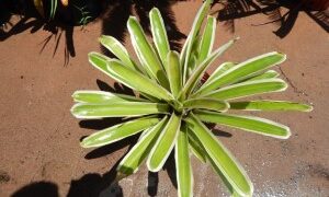 NEW ARRIVAL THIS WEEK ASSORTED COLORFUL BROMELIADS OF ALL TYPES