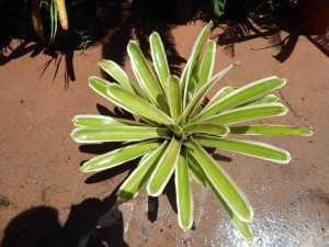 NEW ARRIVAL THIS WEEK ASSORTED COLORFUL BROMELIADS OF ALL TYPES
