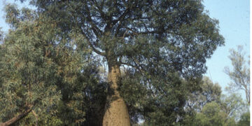 BRACHYCHITON RUPESTRIS INTERESTING THICK TRUNK TROPICAL TREE