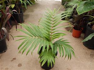 BURRETIOKENTIA HAPALA A GREAT NEW CALEDONIAN PALM FOR SOUTHERN CALIFORNIA