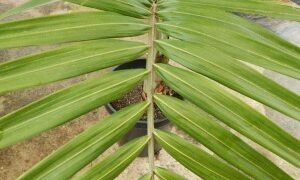 BURRETIOKENTIA KOGHIENSIS RARE SINGLE TRUNK PALM FROM NEW CALEDONIA