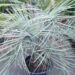 BUTIA CAPITATA BLUE VARIETY