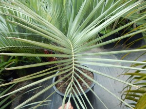 BUTIA CAPITATA BLUE VARIETY