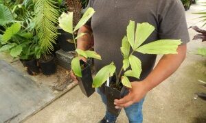 CARYOTA URENS THE GIANT MOUNTAIN FISHTAIL