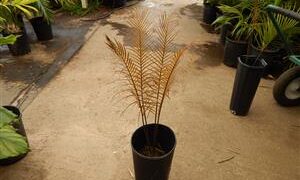 CERATOZAMIA KUESTERIANA SMALL TO MEDIUM SIZED CYCAD