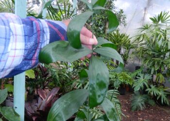 CHAMAEDOREA KLOTZSCHIANA RARE UNDERSTORY PALM – GROUPED LEAFLETS