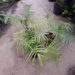 CHAMAEDOREA RADICALIS TRUE TRUNK-LESS, DWARF FORM