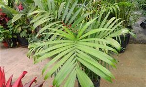 CHAMAEDOREA SEIFRITZII THE MOST CLASSIC OF THE BAMBOO PALMS
