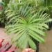 CHAMAEDOREA SEIFRITZII THE MOST CLASSIC OF THE BAMBOO PALMS