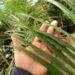 CHAMAEDOREA TRUNKING RADICALIS MEDIUM HEIGHT MATURE – THIN TRUNKS