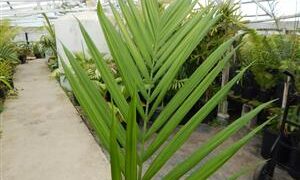 CHAMAEDOREA WOODSONIANA TALL, THICK TRUNK, BEAUTIFUL GREEN PINNATE PALM