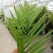 CHAMAEDOREA WOODSONIANA TALL, THICK TRUNK, BEAUTIFUL GREEN PINNATE PALM