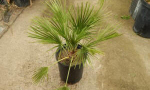 CHAMAEROPS HUMILIS – GREEN FORM LOVES SUN AND HEAT – EXTREMELY COLD HARDY