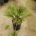 CHAMAEROPS HUMILIS – GREEN FORM LOVES SUN AND HEAT – EXTREMELY COLD HARDY