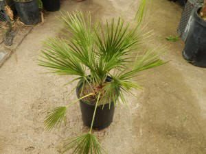 CHAMAEROPS HUMILIS – GREEN FORM LOVES SUN AND HEAT – EXTREMELY COLD HARDY