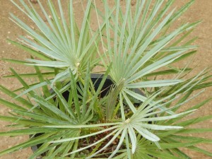 CHAMAEROPS CERIFERA NATIVE TO MOROCCO THE SEMI-DWARF “BLUE MED FAN”