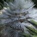 CHAMAEROPS CERIFERA NATIVE TO MOROCCO THE SEMI-DWARF “BLUE MED FAN”