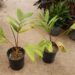 CHAMBEYRONIA HOOKERI THE BLONDE FLAME THROWER PALM