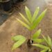 CHAMBEYRONIA MACROCARPA THE FLAME THROWER PALM NEW RED EMERGING LEAF