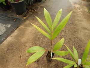 CHAMBEYRONIA MACROCARPA THE FLAME THROWER PALM NEW RED EMERGING LEAF
