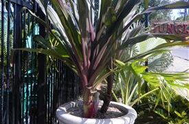 CRINUM AMABILE – PURPLE LEAF FORM LARGE CRINUM LILY – AKA “QUEEN EMMA LILY”