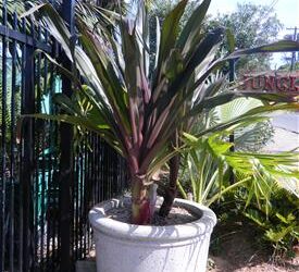 CRINUM AMABILE – PURPLE LEAF FORM LARGE CRINUM LILY – AKA “QUEEN EMMA LILY”