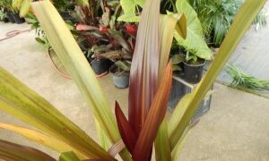 CRINUM AMABILE – PURPLE LEAF FORM LARGE CRINUM LILY – AKA “QUEEN EMMA LILY”