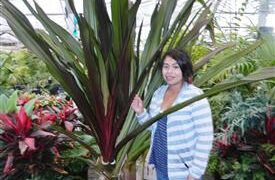 CRINUM AMABILE – PURPLE LEAF LARGE CRINUM TYPE LILY – AKA “QUEEN EMMA LILY”