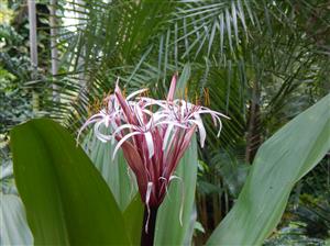 CRINUM AMABILE – PURPLE LEAF FORM LARGE CRINUM LILY – AKA “QUEEN EMMA LILY”