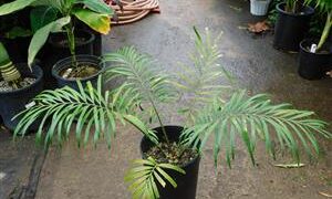 CYCAD HYBRID – CYCAS REVOLUTA X DEBAOENSIS INTERESTING AND FAIRLY COLD HARDY HYBRID